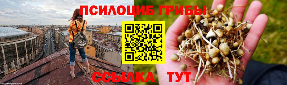 Псилоцибиновые грибы Magic Shrooms Балтийск